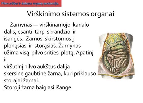 Nėščiosios pilvas ir virškinimo organų schema
