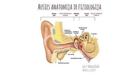 anatomija žmogaus ausies