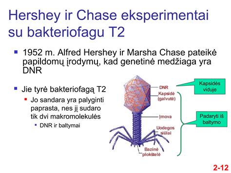 HBV viruso struktūra