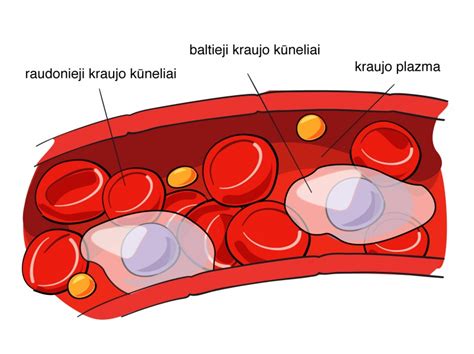 Kraujo plazmos sudėtis