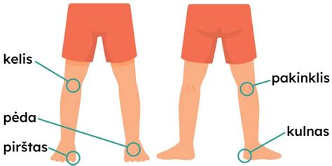 Moters kūno dalių diagrama, rodanti gimdos kaklelį, dubenį ir tarpvietę