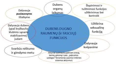 Dubens dugno anatomijos schema su nurodytomis pagrindinėmis funkcijomis