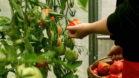 vaikai šiltnamyje ragauja pomidorus