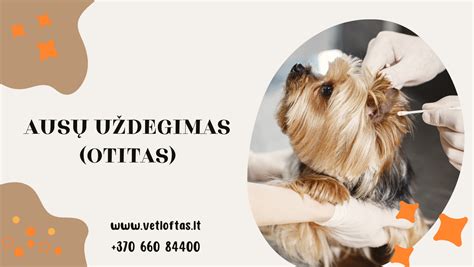 vaikų ausų lašiukai