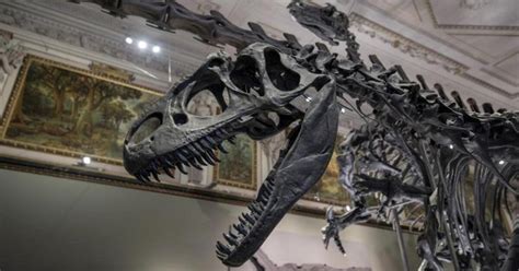 Dinozaurų skeletas muziejuje