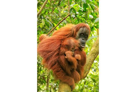 Orangutano motina su jaunikliu