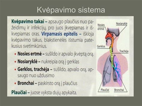 naujagimio kvėpavimo sistema