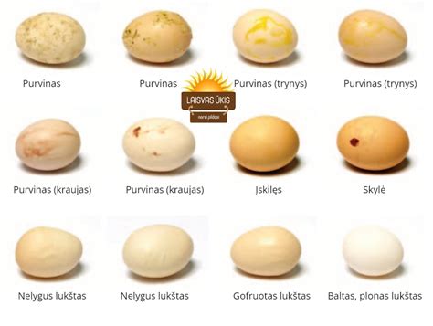 Įvairių paukščių ir roplių kiaušinių nuotraukos