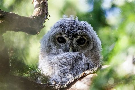 įvairios pelėdų rūšys