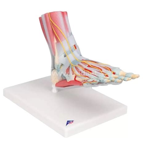 vaiko pėdos matavimo schema