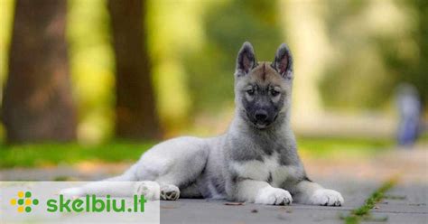 Šuneliai, vilkintys karinius kostiumus