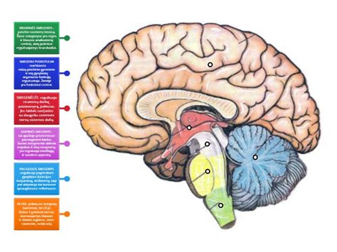 kūdikio galvos smegenų schema