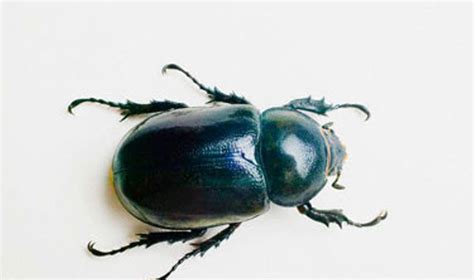 Volkswagen klasikinis vabalas 1967 modelio miniatiūra