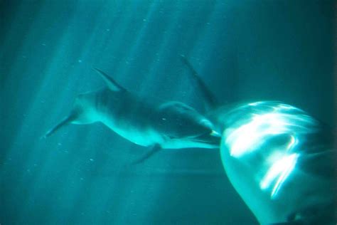 Delfinų patelė su jaunikliu