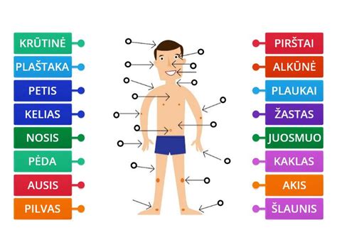 Schematinis žmogaus kūno vaizdas, rodantis galimas infekcijos vietas