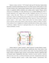 Stuburo krūtinės dalies anatomija ir galimos problemos