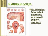 Vizualizacija, rodanti vaisiaus apsaugą gimdoje