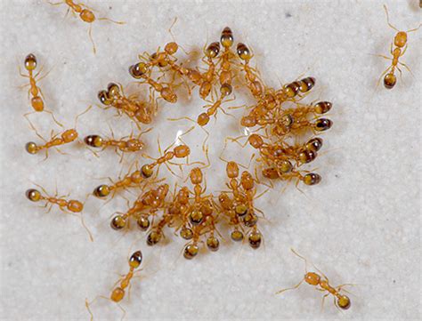 Skirtingos skruzdėlių rūšys