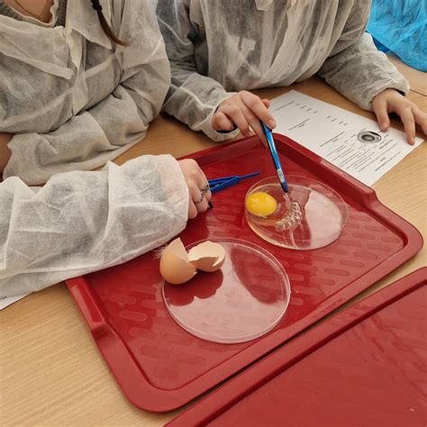 Kiaušinio lukšto struktūra