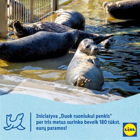 Baltijos pilkųjų ruonių kolonija
