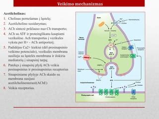 Lidokaino veikimo mechanizmas