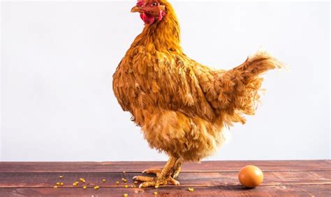 Simbolinis atvaizdas: kiaušinis ir kryžius