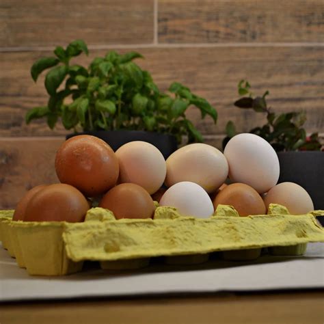 putpelių kiaušiniai ir vištų kiaušiniai palyginimas