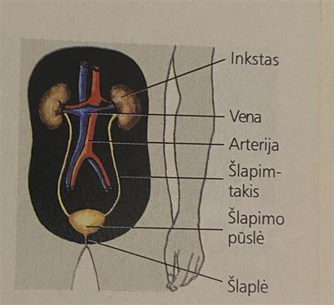 Vaiko šlapimo sistemos schema
