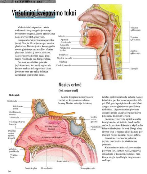 Kūdikio nosies anatomija