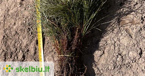 Paprastosios pušies pumpurai pavasarį