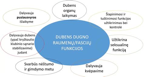 Schema, rodanti dubens dugno raumenų anatomiją