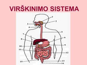 Šuns virškinimo sistemos schema
