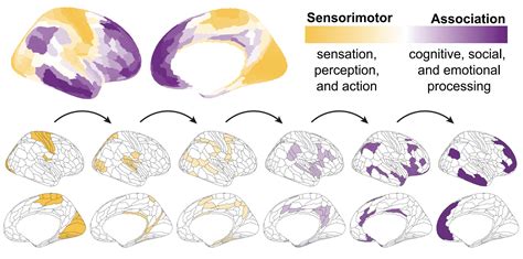 vaisiaus smegenų vystymosi schema
