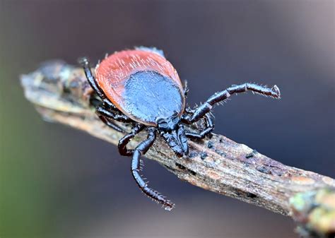 Erkė Ixodes ricinus
