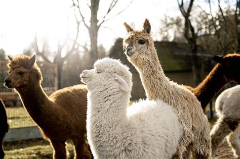 Alpakų ūkis