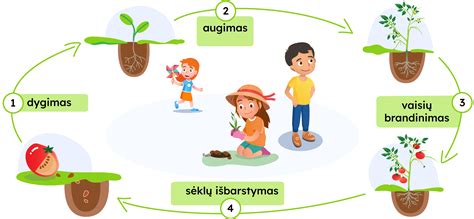 schematinis žmogaus vaisingumo ciklas